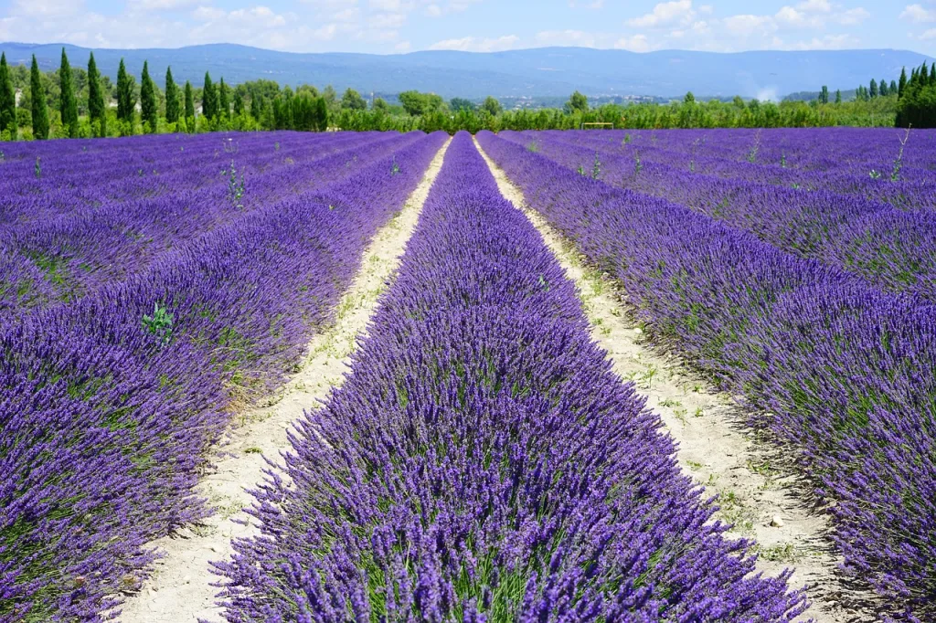 Read more about the article Visit Provence
