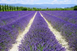 Tours in Provence, Visit Provence