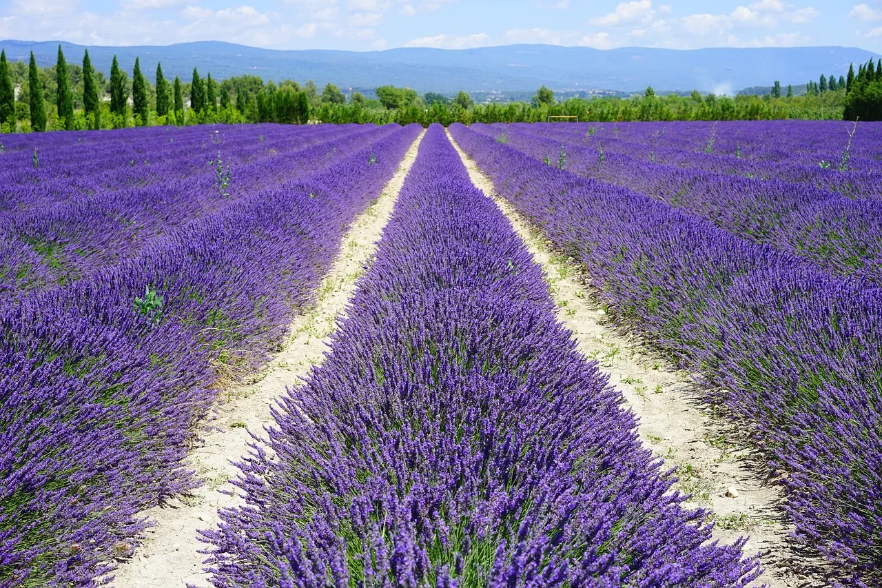 You are currently viewing Visit Provence