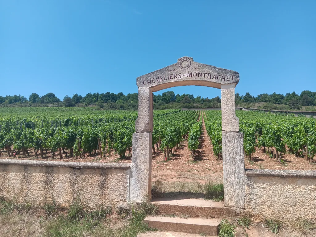 Wine tour in Burgundy, Romain Bouchaud