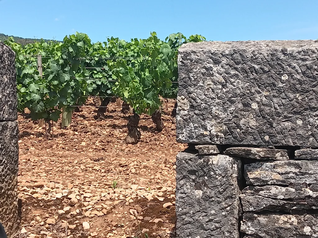 Wine tour in Burgundy, Romain Bouchaud